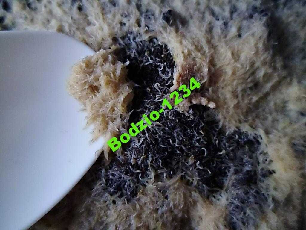 Grindal wazonkowiec doniczkowiec żywy pokarm dla rybek