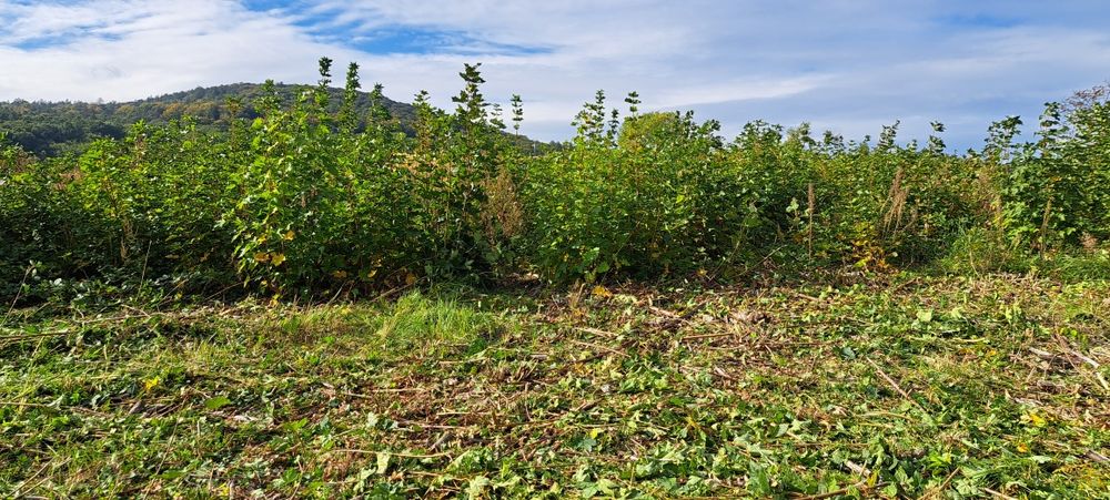 Wycinka samosiejek I koszenie trawy