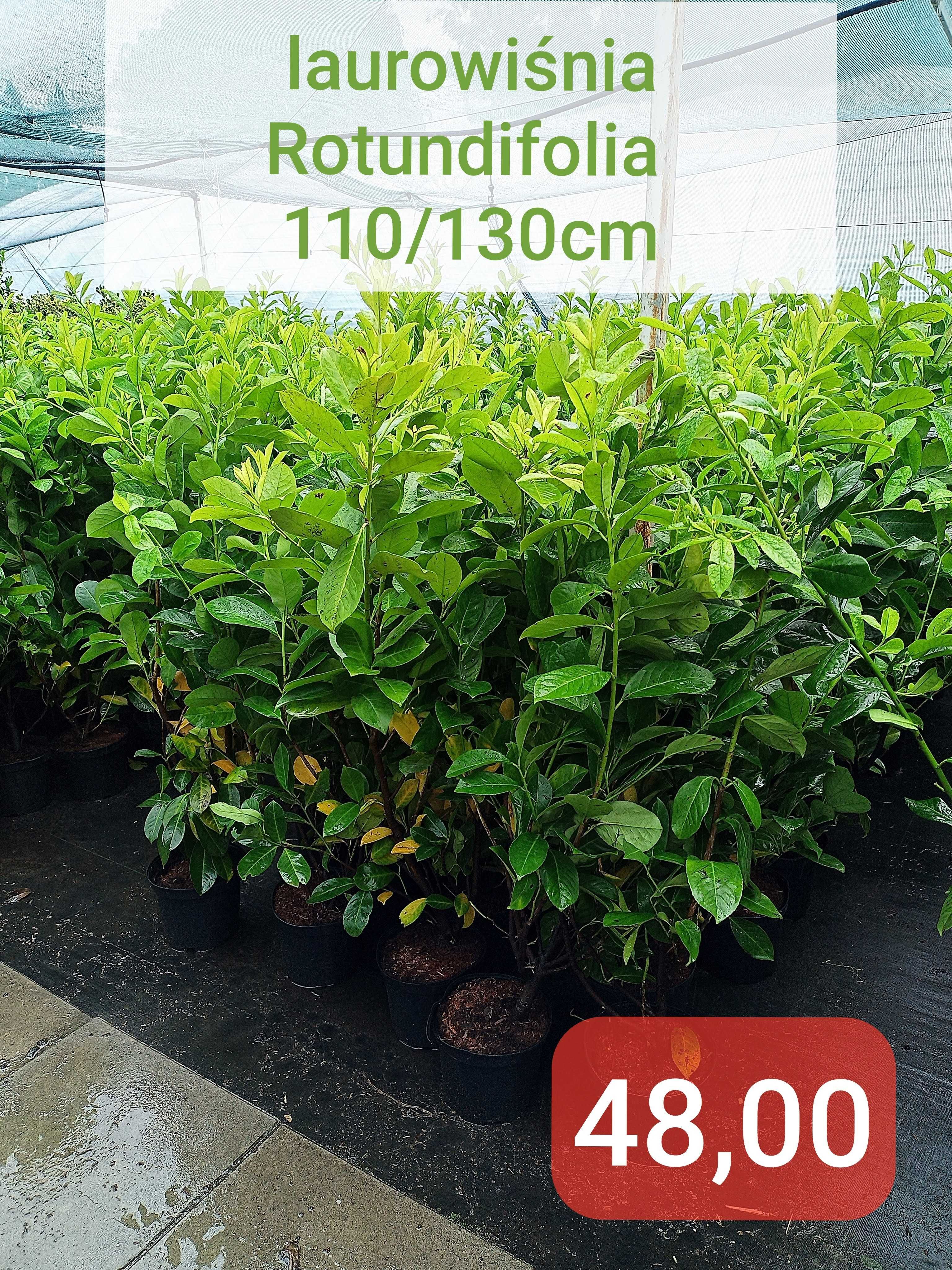 klon czerwony Somerset Acer rubrum