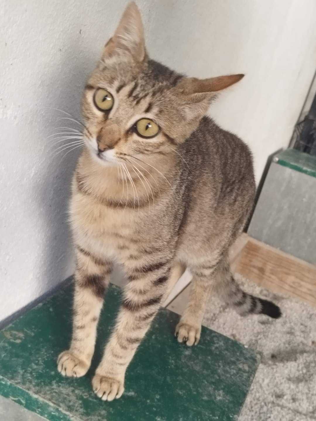 ARIYA (Fêmea, 2/3 Anos) Para Adopção