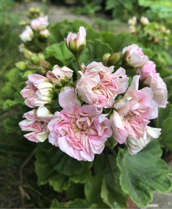 Пеларгония ИВ -Ухарь Купец сортовые