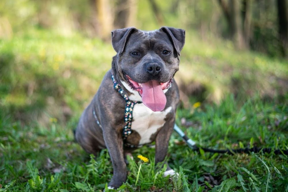 Łagodny i przyjazny pies w typie American Bully dla miłośnika rasy.