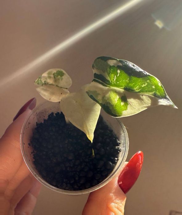 Алоказія Фрайдек варієгата