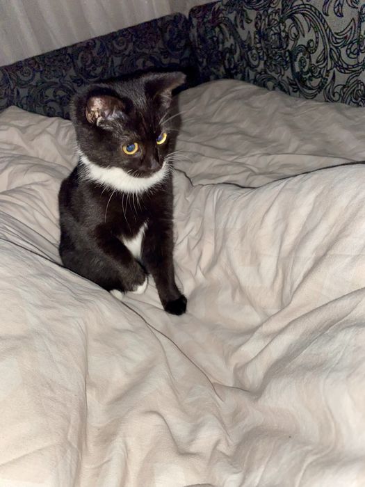 Віддам кішечку в гарні руки