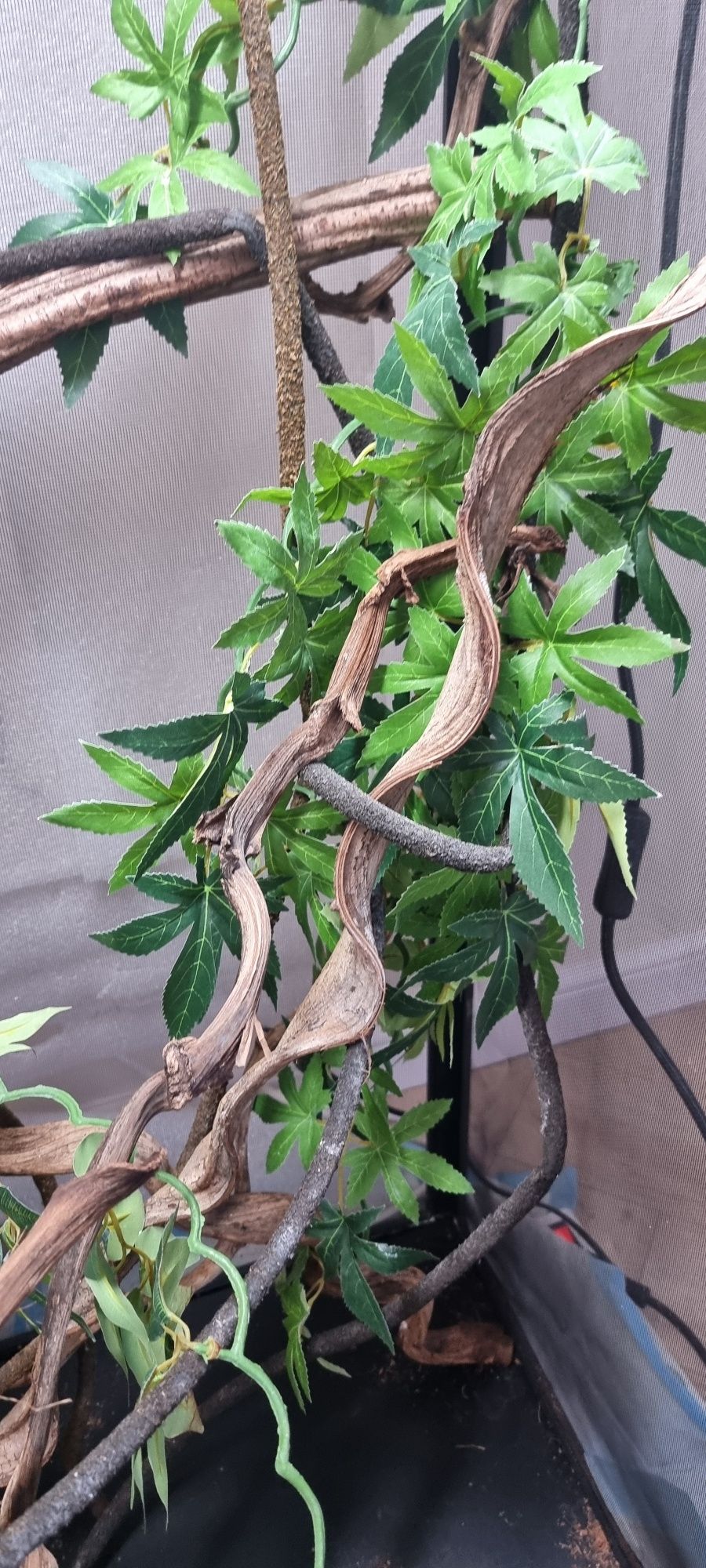 Terrarium dla kameleona