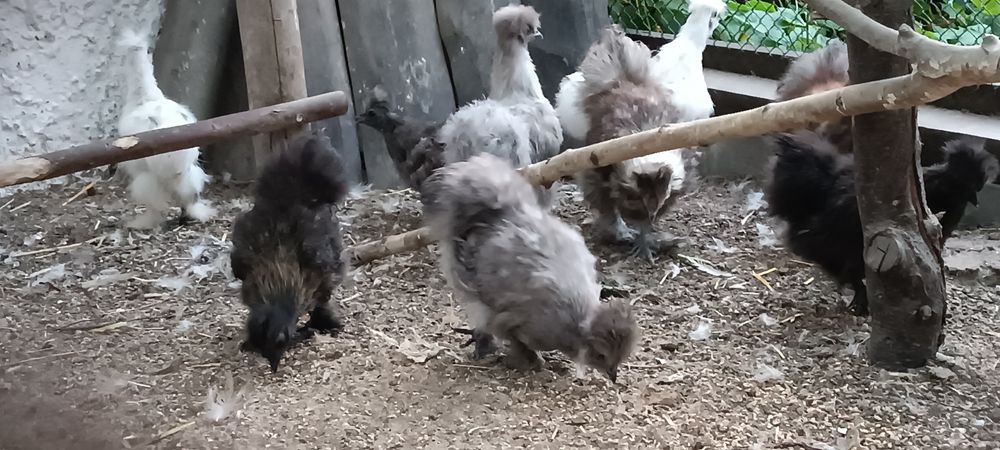 Kury silki dorosłe oraz USA