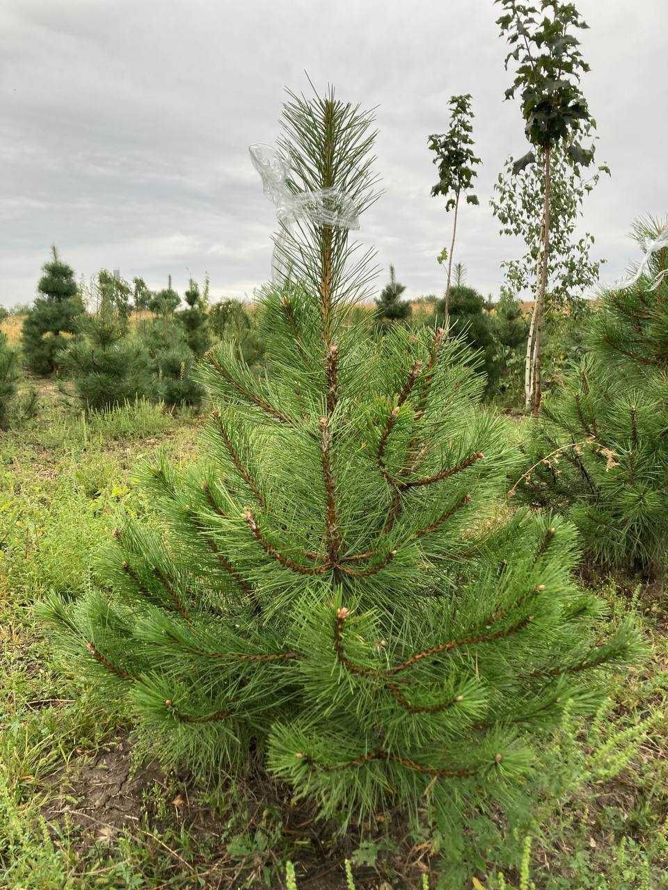 Сосна Крымська ком , дерева , Кримка , Pinus pallasiana , Crimean pine