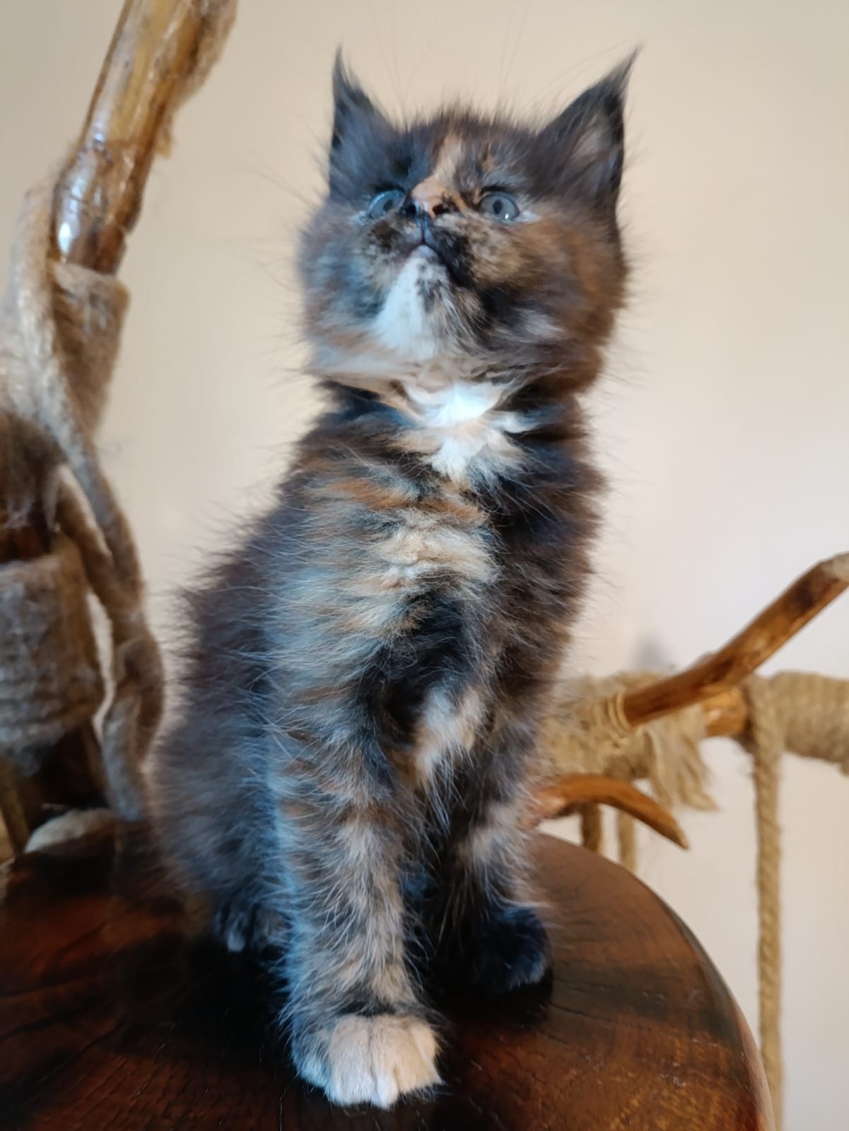 Przeurocza koteczka Maine Coon