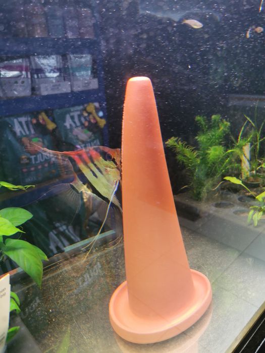 Skalar Manacapuru Nasza Hodowla Oryginał Dostawa Warszawa