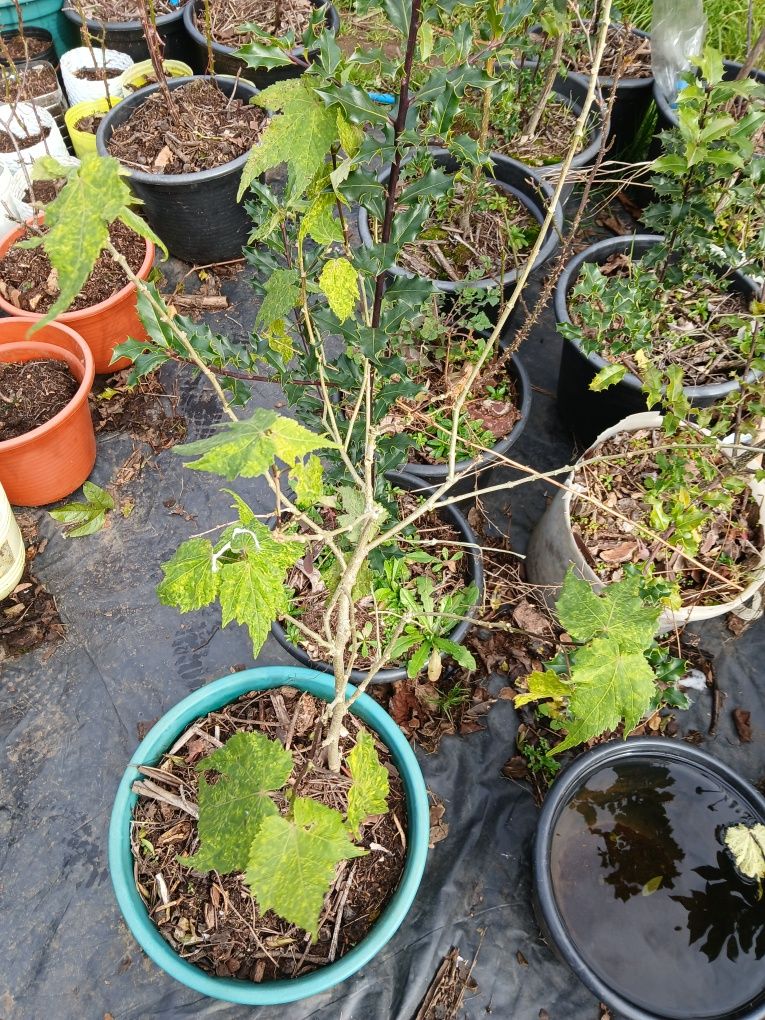 Euonymus japonicus microphyllus, Nerium Oleander e Abutilon Pictum