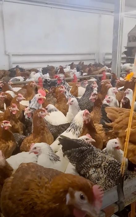 Kury Nioski Leghorn 24 tygodnie! Wysyłka od 10 sztuk.