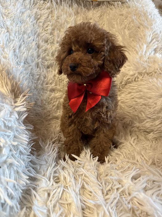 Piesek pudel miniaturowy toy red rodzice mają badania genetyczne