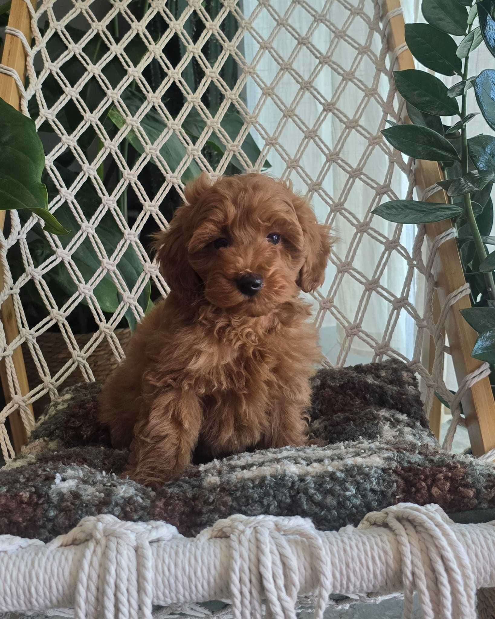 Maltipoo chłopiec