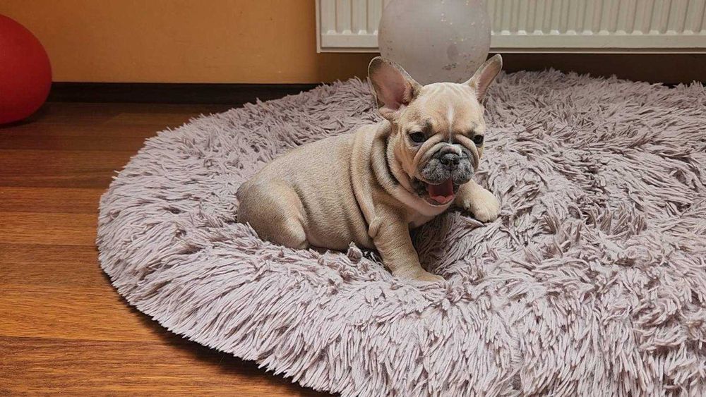 Дві розкішних дівчинки