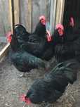 Kogut australorp czarny