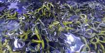 Makroglon Codium fragile Akwarium Morskie
