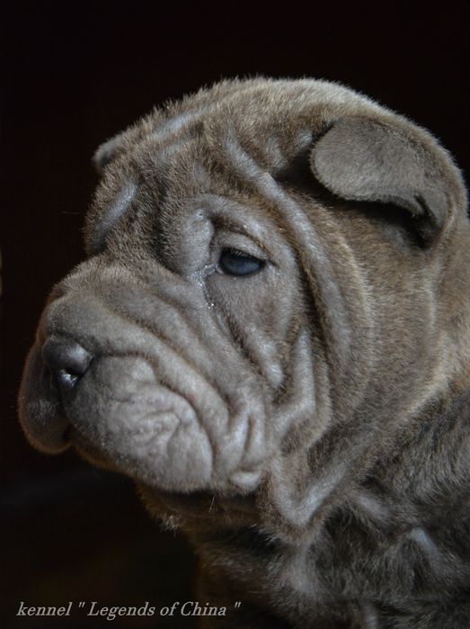 Шар-Пеі   VIP цуценята