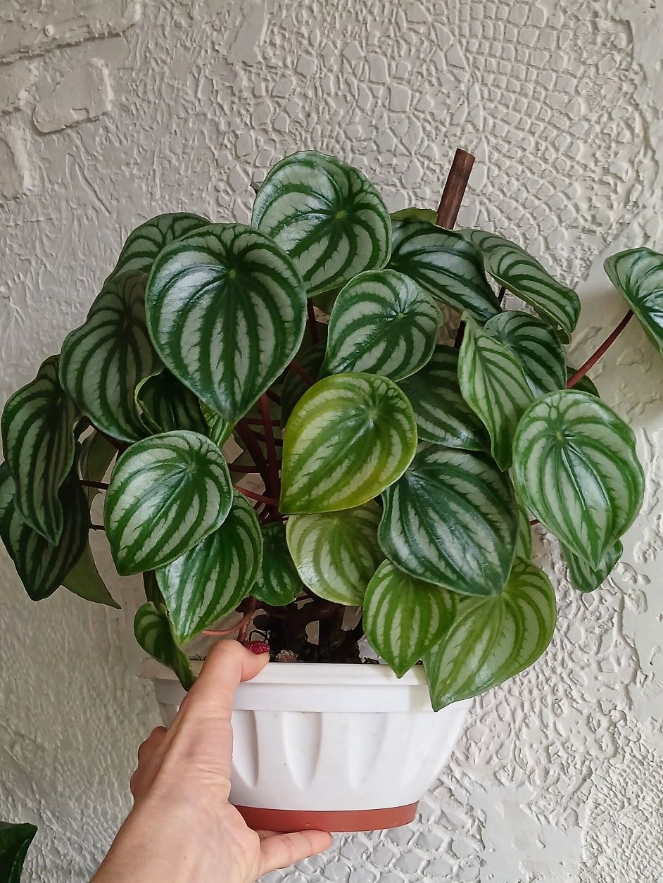 Пеперомія Кавунова Peperomia watermelon
Peperomia watermelon
П. Простр