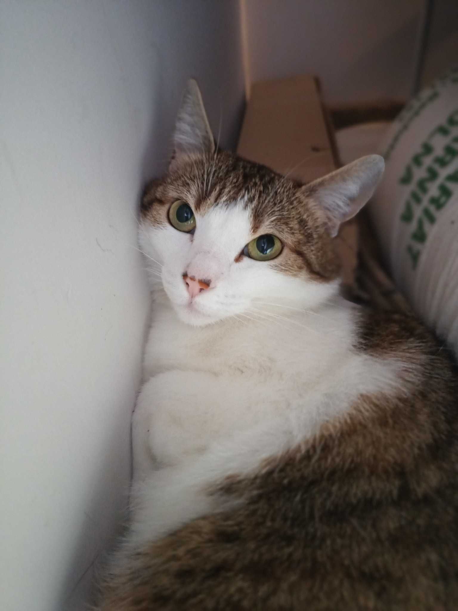 Mela – kocia puchata kuleczka szuka domu!