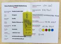 5+1 Buckfast VSH matki pszczele Pasieka Wolinia