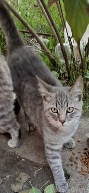 Отдам бесплатно котят