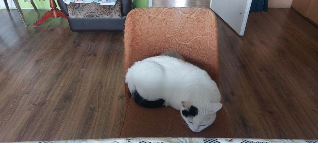 Kotka do adopcji