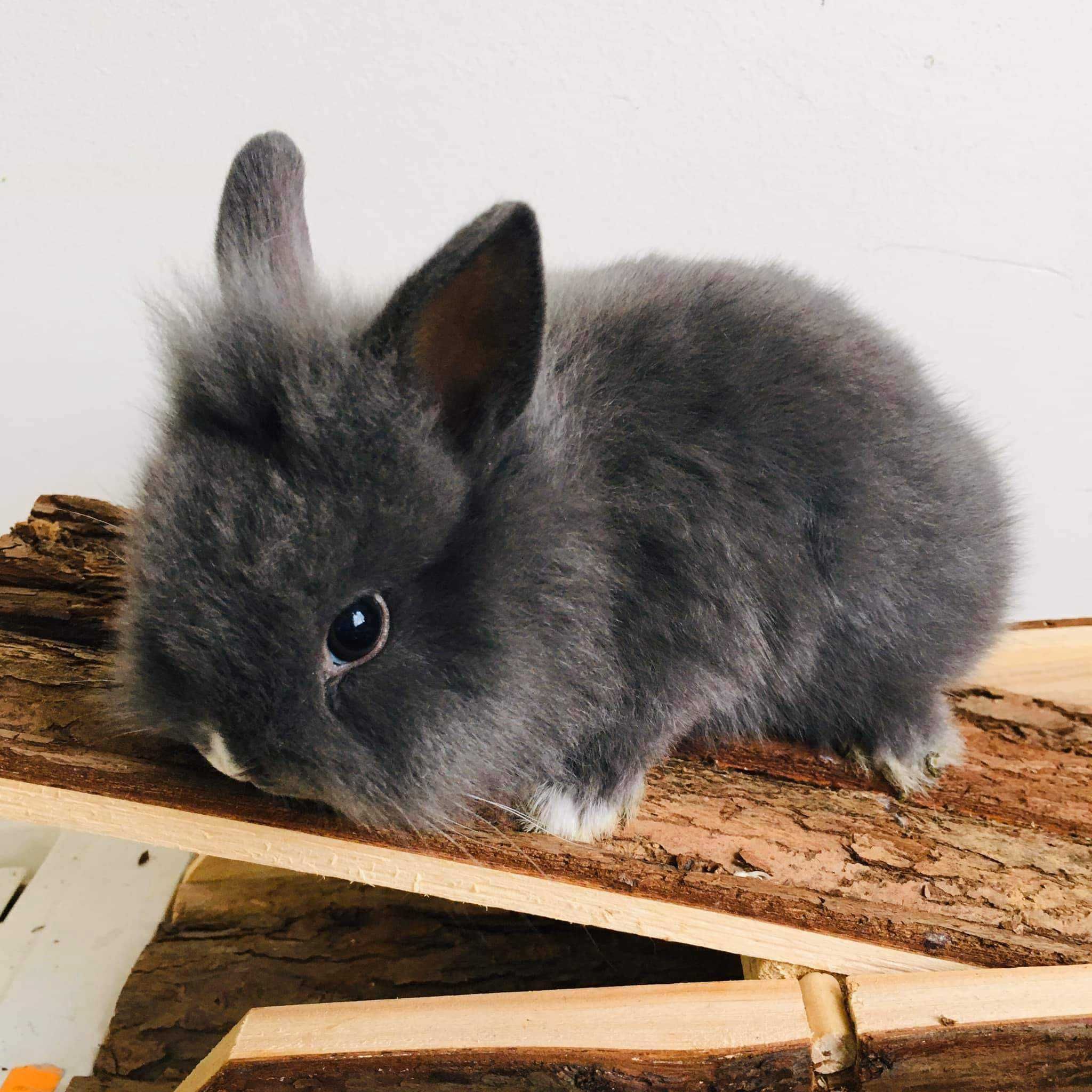 Coelhos anões mini + alimentação adequada + gaiola nova