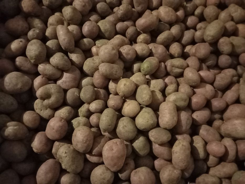 Sprzedam ziemniaki Rudolf 30-55 nie catania ignacy