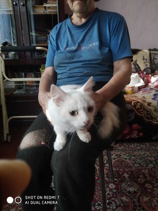 Киця біла пухнаста красуня