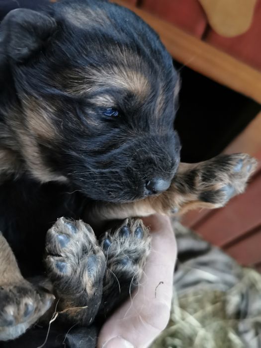 Ssczeniaki owczarka niemieckiego długowłosego szukają domu