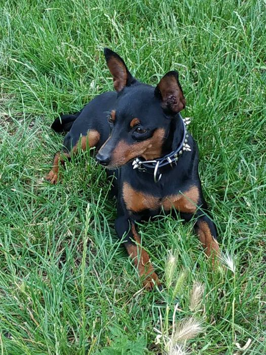 Цвергпинчер девочка 8 лет