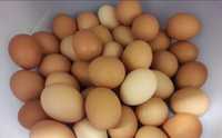 Vendo ovos caseiros de Galinhas felizes em liberdade