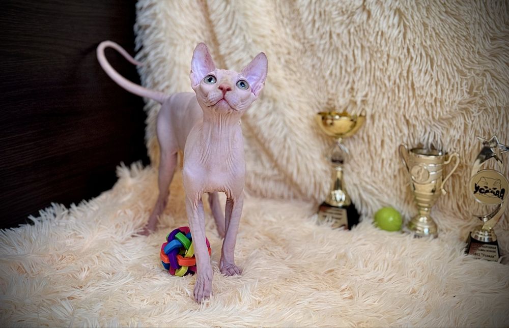 Клубный мальчик Канадский сфинкс, родословная WCF, доставка заграницу