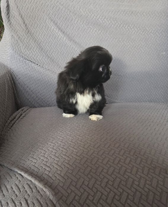 Pekińczyk pekińczyk