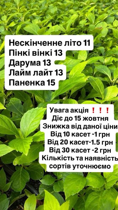Гортензія в касетах черенки гортензии