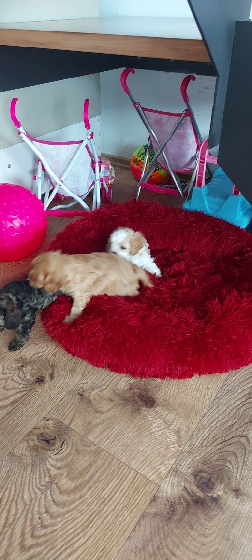 Cavapoo - rudy piesek