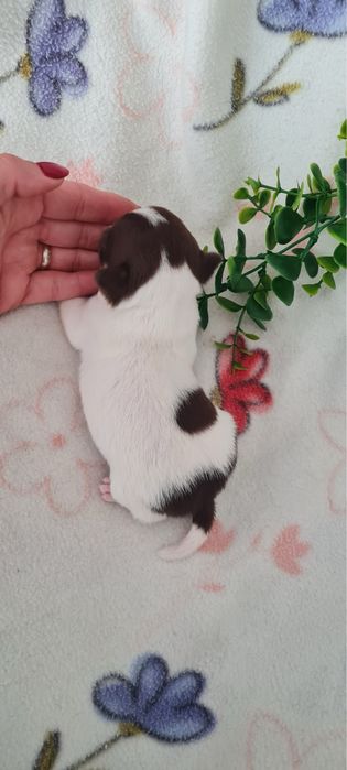 Excecional mini mini Chihuahua. Chiuaua de linhagem Russa, Qualidade