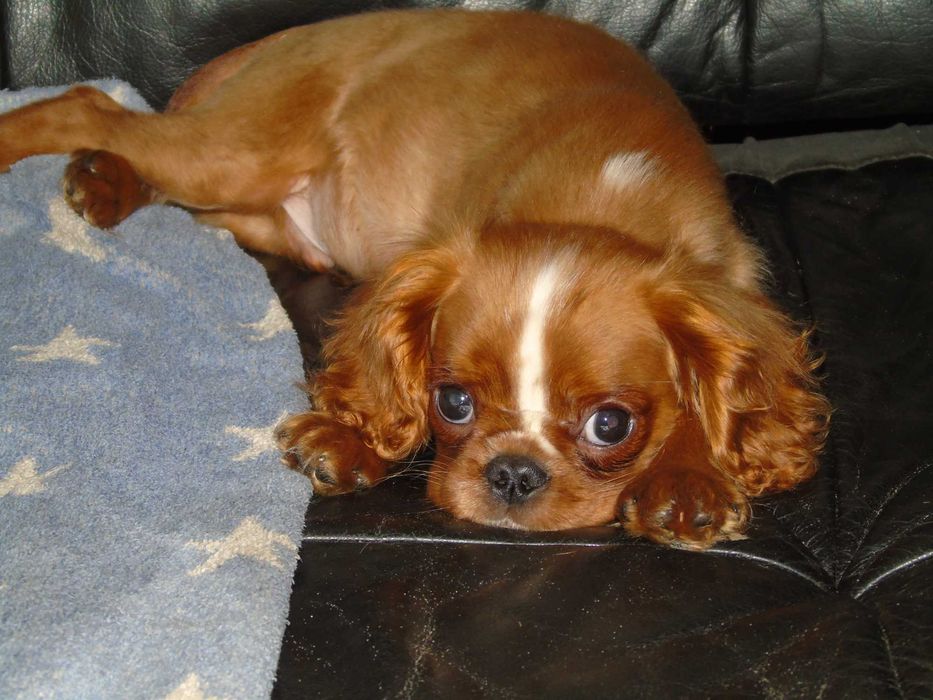 Cavalier king charles spaniel chłopiec
