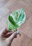 Epipremnum happy leaf variegata