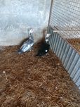 Patos mudos  para a troca