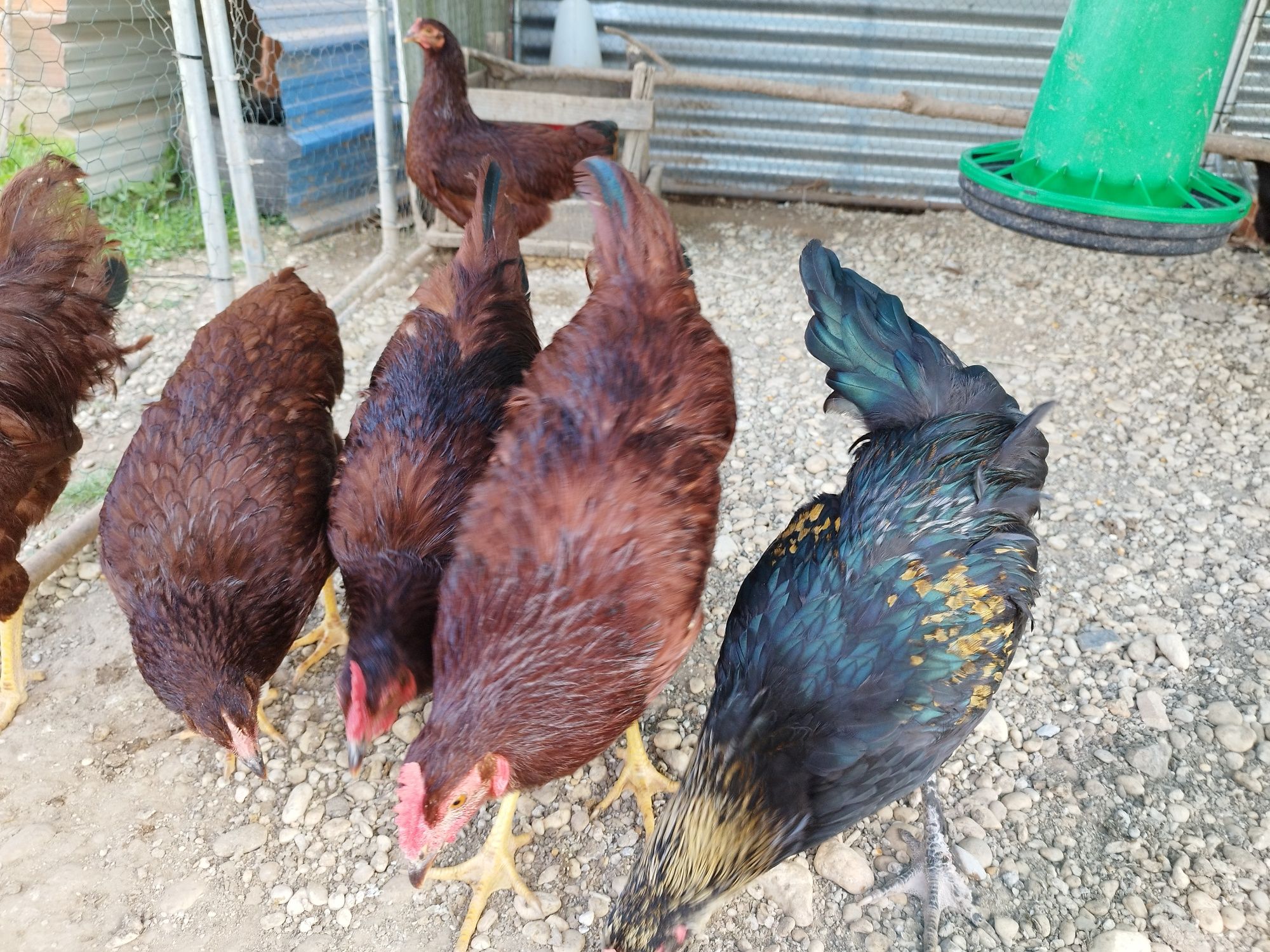 Frangos rhode island red