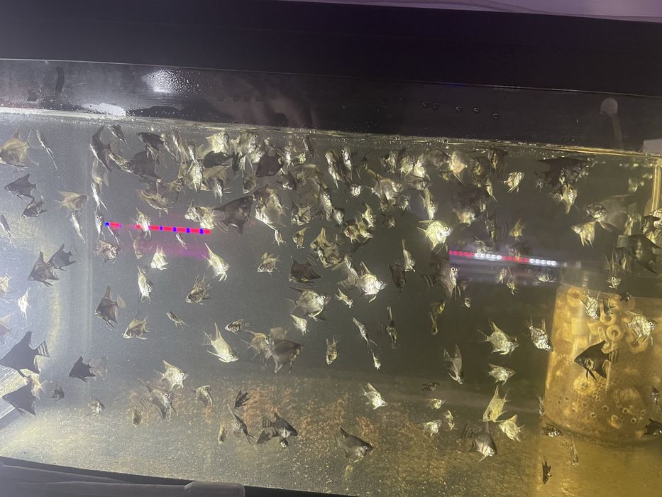 200 sztuk skalarów pinoy i blue smoke mlode 2,5 miesiaca