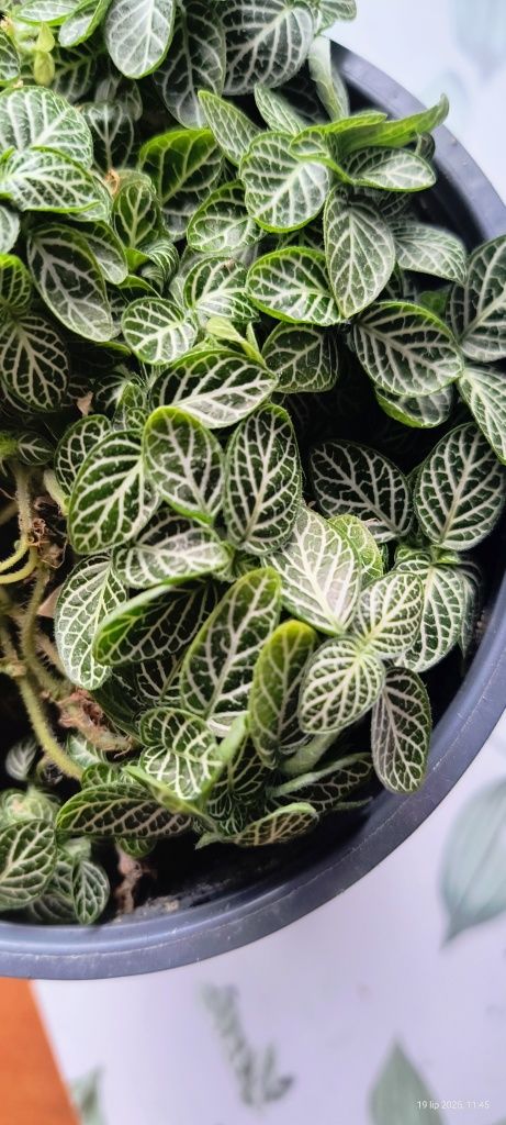 Oddam za darmo  Fitonie