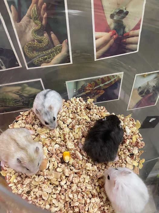 Хомяк джунгарский - різнокольорові джунгаріки хомяки