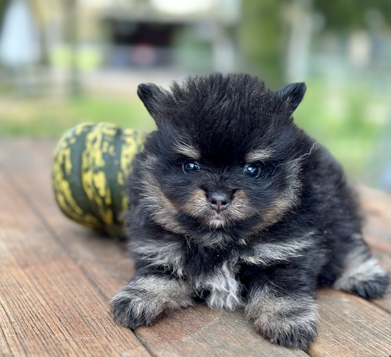 Szpic miniaturowy pomeranian black and tan pieski suczki