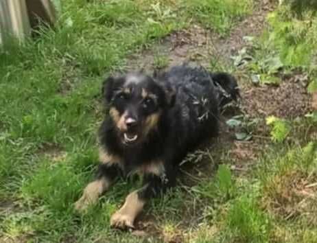 BRUNO  radosny pozytywny psiak do adopcji