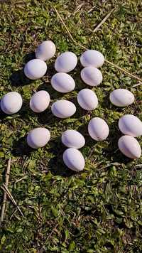 Ovos Leghorn Branco