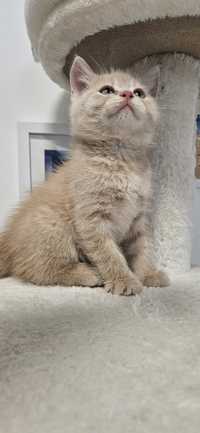 Kot brytyjski krótkowłosy biszkoptowy
