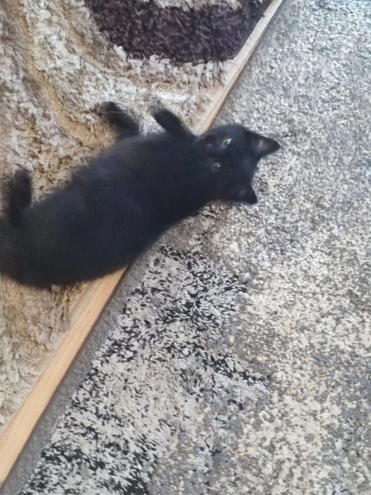 Oddam kotka w dobre ręce