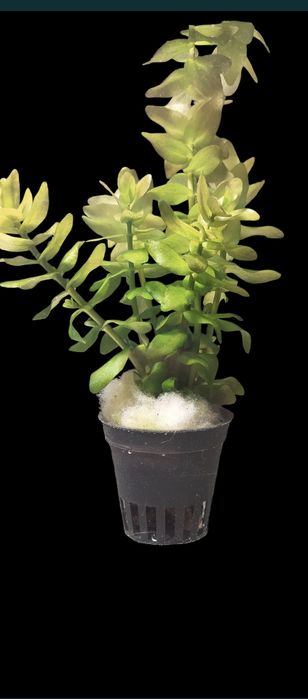 Zestaw kolorowych roślin akwariowych